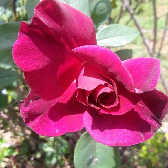 pinckyrose